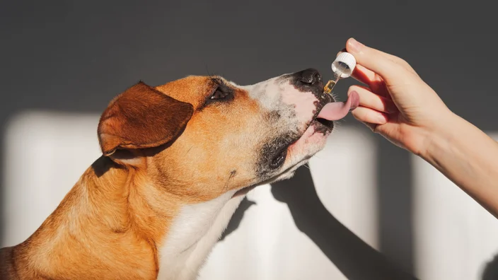 Safe, Tested, Trusted: What to Look for in CBD Pet Treats